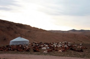 Mongolia, high impact from herding too many animals.
