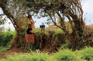 In Rwanda, where relatively recent ecological degradation from over-farming in the designated protected highland watersheds saw the near failure of the country's hydro-electricity supply, the government has undertaken a similar rehabilitation project to China's and experienced almost immediate improvements. Free ranging goats are, however, still a problem. Gishwati Forest.
