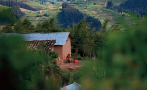 Former intact rainforest, recently highly impacted by mountain top and slope farming, Gishwati Forest, Rwanda.