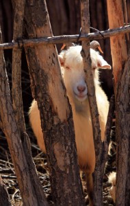 Pen fed sheep are a firm and increasingly observed rule now for all of China.