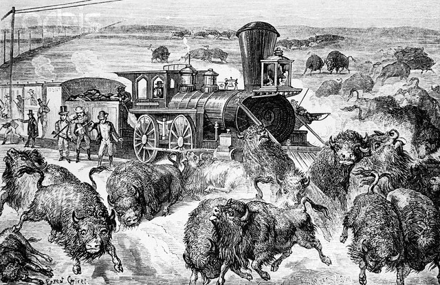 Slaughter of Buffalo on Kansas Pacific Railroad --- Image by © Bettmann/CORBIS