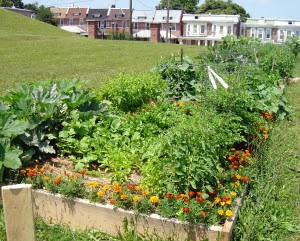 Lettuces defying the heat!