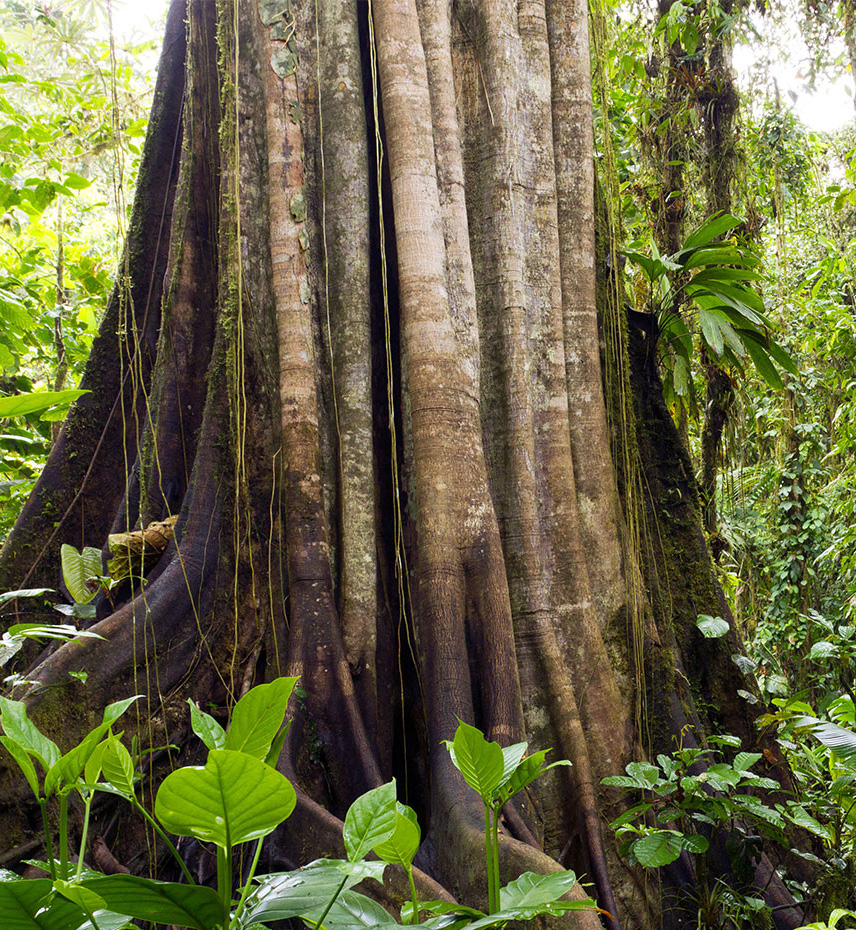 Mother of the Forest
