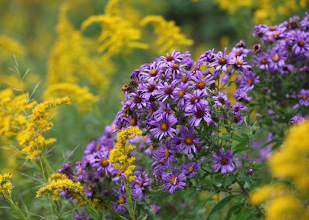 About goldenrods and asters: “When I am in their presence, their beauty asks me for reciprocity, to be the complementary color, to make something beautiful in response.” ~ Robin Wall Kimmerer