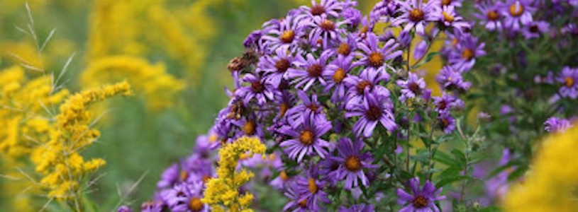 Essay on living with nature