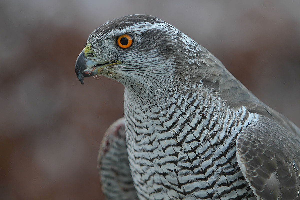 Accipiter_gentilis_-owned_by_a_falconer_in_Scotland_-upper_body-8a