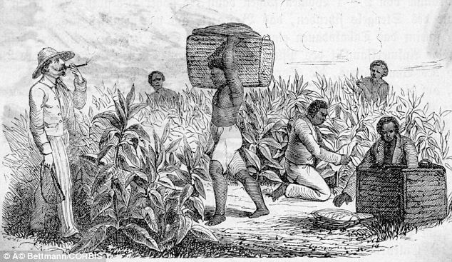 Summary The Plantation Economy Of The British