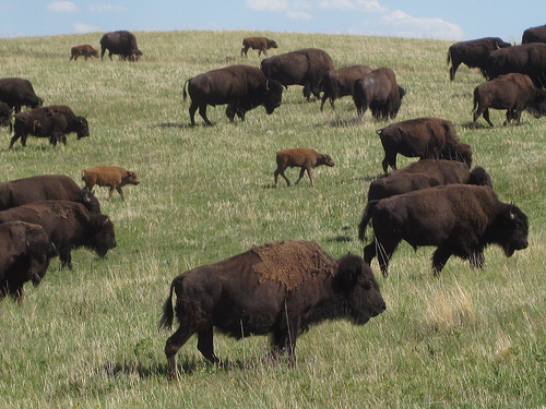 buffaloes-in-custer-state-park.500x375