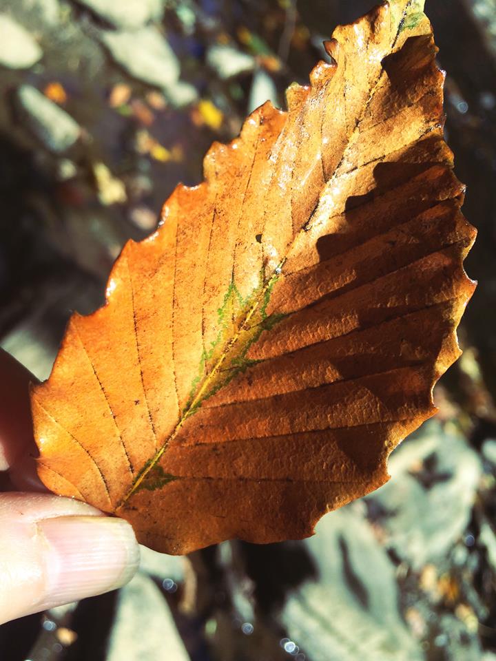 leaf