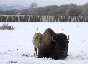 Josie the Goat huddles with Rosebud the Bison