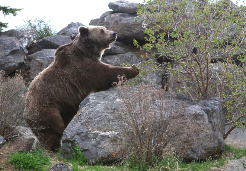 Teton Totem, now recovered, enjoying the wildlife garden