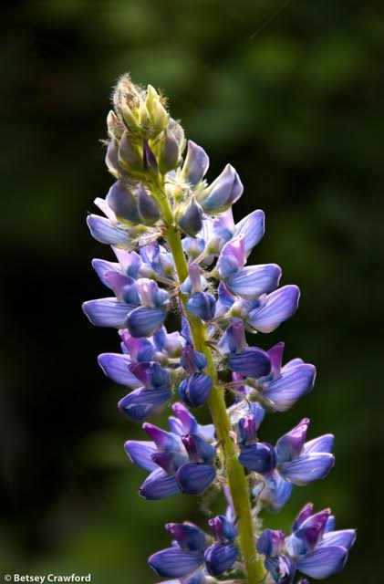 lupine