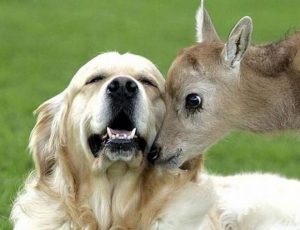 REVIEW | The Inner Life of Animals: Love, Grief and Compassion – Kosmos Journal REVIEW | The Inner Life of Animals: Love, Grief and Compassion – Kosmos Journal