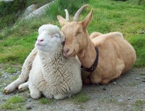 REVIEW | The Inner Life of Animals: Love, Grief and Compassion – Kosmos Journal REVIEW | The Inner Life of Animals: Love, Grief and Compassion – Kosmos Journal