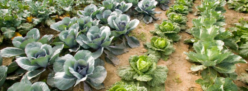 Indian Line Farm - Original site of the Community Supported Argricultural Movement