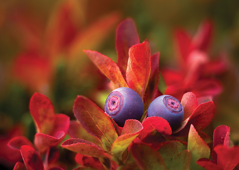 Autumn Harvest