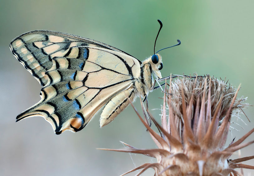 Wing underside view of a Swallowtail [Papilio machaon]. Erdemli, Mersin, Turkey. Zeynel Cebeci CC Wikimedia