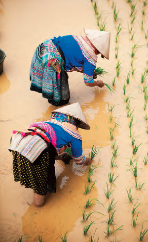 Indigenous women in Vietnam plant rice. Forty million die of hunger annually.