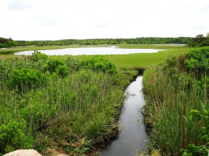 Waquoit Bay Salt Marsh - Courtesy of National Atmospheric and Oceanic Adminstration