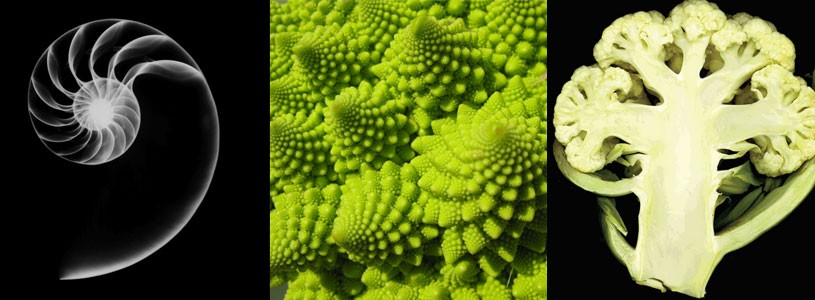 fractals-ss-2015-815x300.jpg