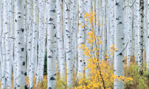 Autumn | Carr Clifton