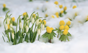 Spring | Konrad Wothe