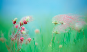 Summer | Jim Brandenburg