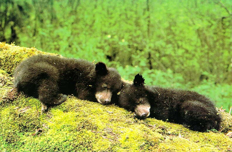young black bears