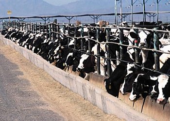 Concentrated Animal Feeding Operation