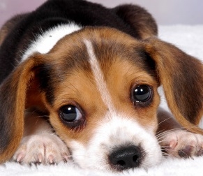 Beagle Pup 2
