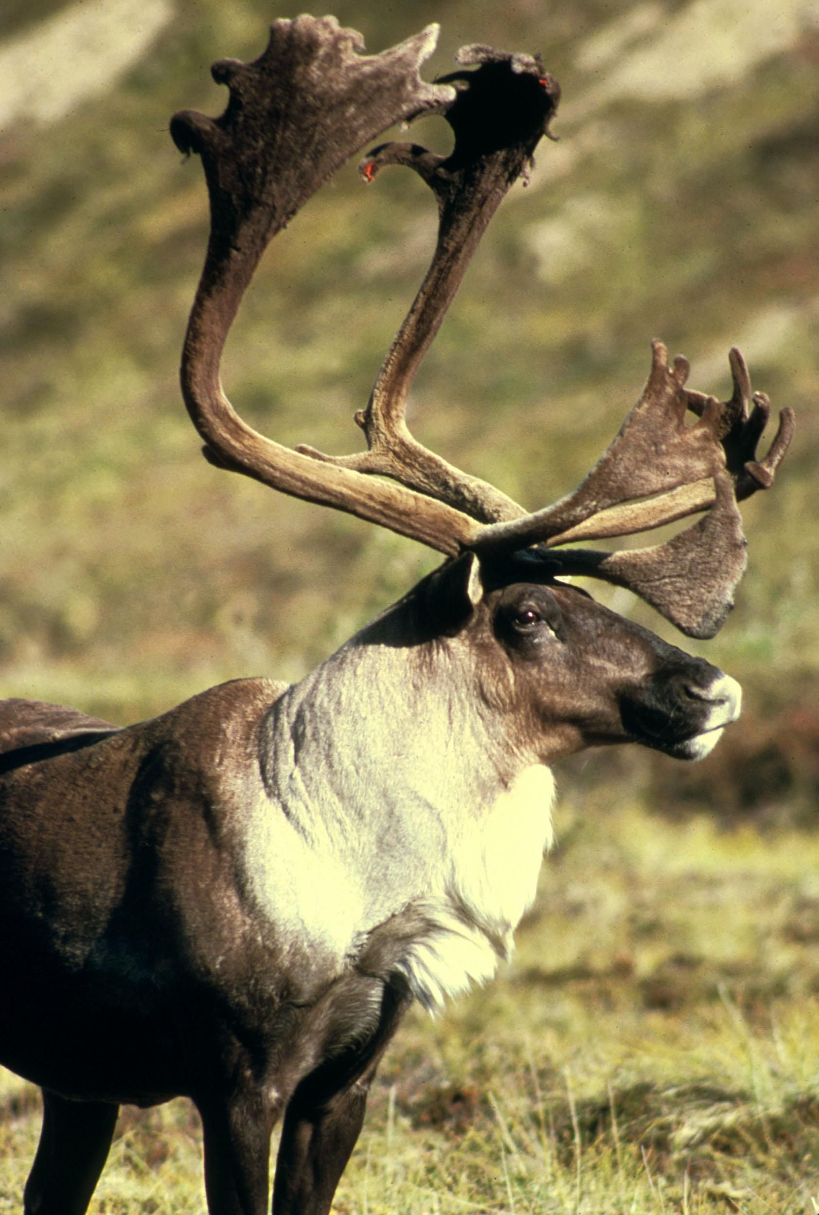 Caribou elk