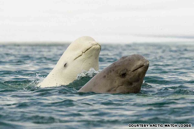 Beluga whales: Cunningham Inlet, Nunavut, Canada