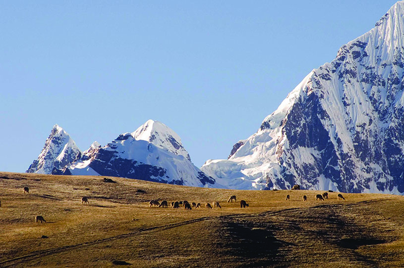 Grazing alpacas