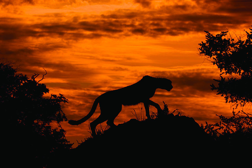 Cheetah against a fiery sky in Botswana. photography | Arturo de Frias Marques, Wikimedia Commons, CCbySA4 International