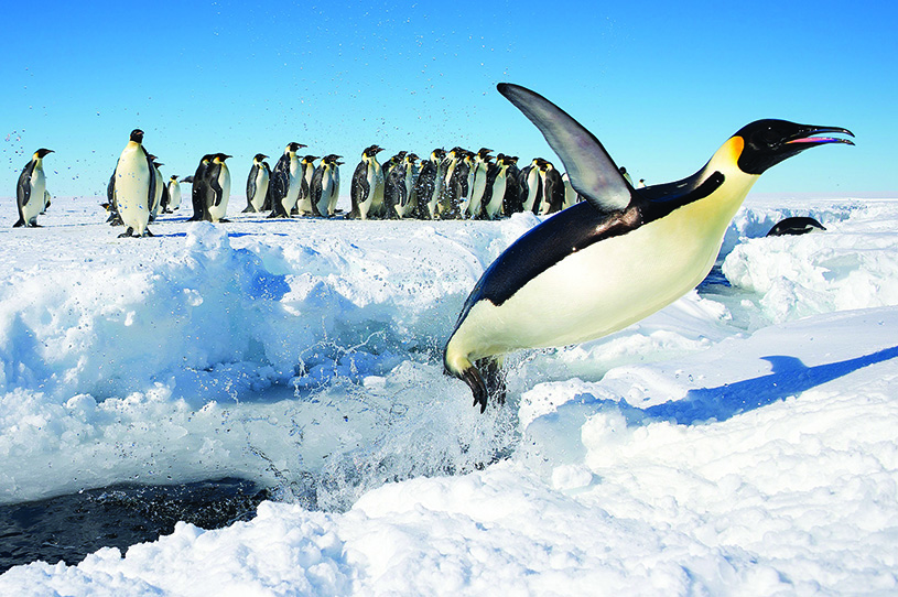 Emperor penguins in Antarctica. photography by Christopher Michel, CCbySA2.0