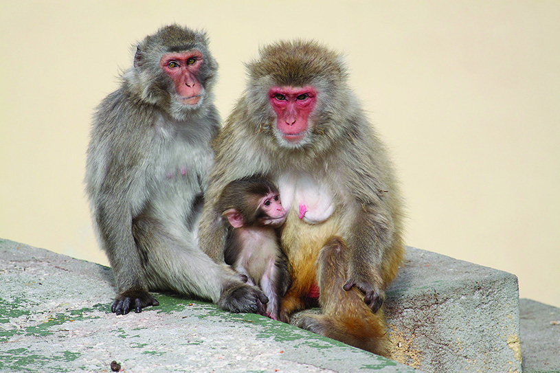Japanese monkey family. photography by Alfonsopazphoto, Wikimedia Commons CCbySA3.0