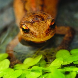 Newt. photography | ©Paul Wheeler