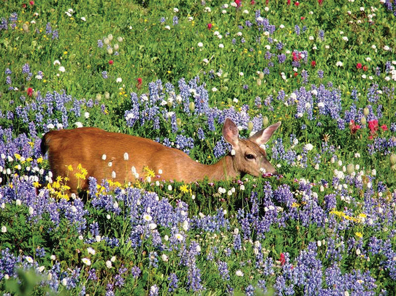 A black-tailed deer wades through one of the lush wildflower meadows at Mount Ranier. photography | National Park Service, Steve Redman