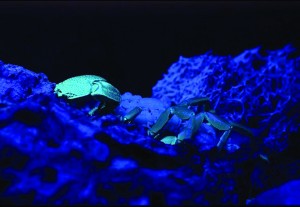 Scorpion and young glowing under ultraviolet light. photography | ©Dan L. Perlman | EcoLibrary 2008 DP109
