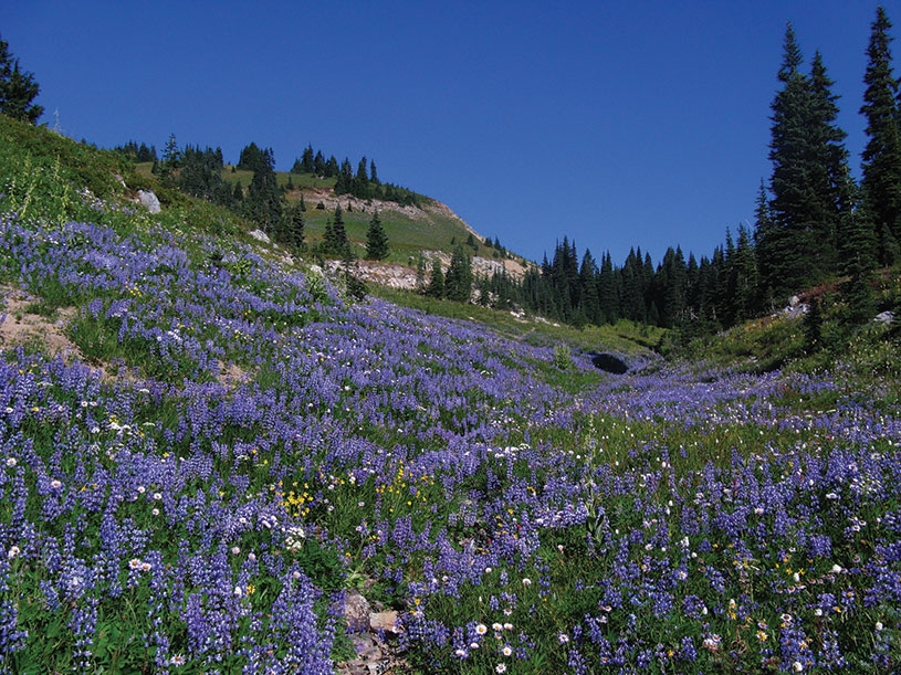 Lupine Meadow. photography | National Park Service, Bev Killam