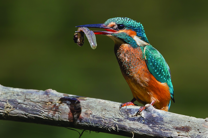 Kingfisher eating a tadpole. photography | Pierre Dalous CC BY-SA 3.0, Wikicommons