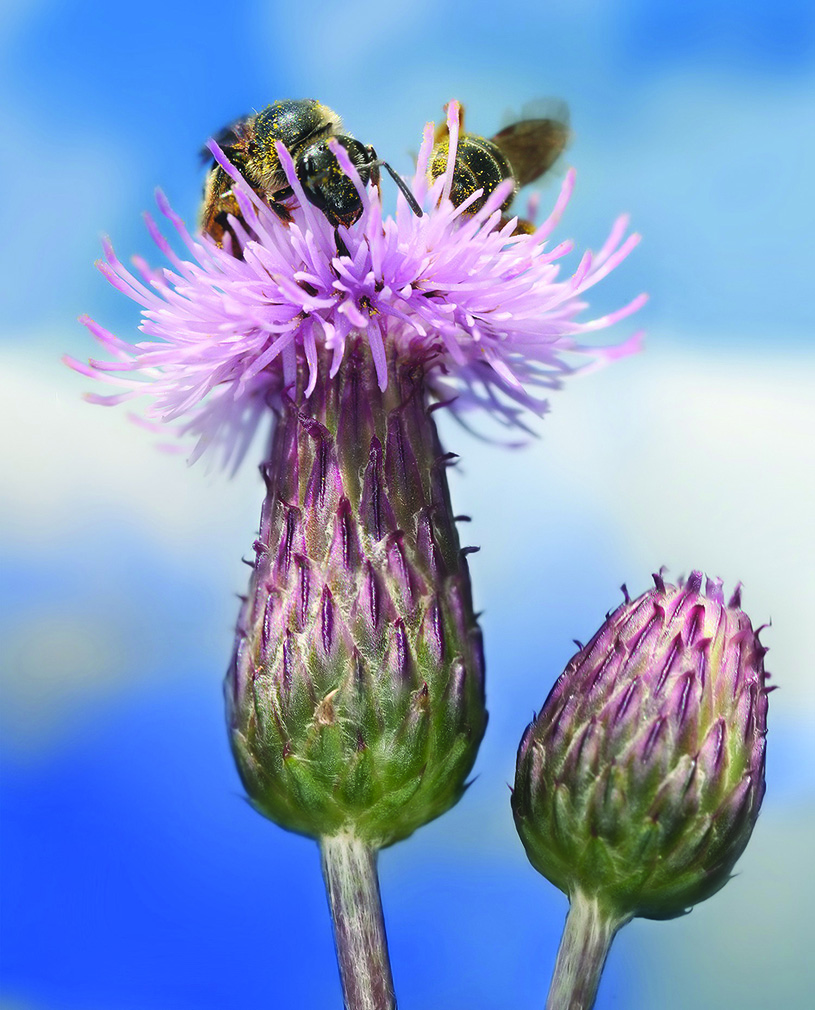 Two bees on a Creeping Thistle [Cirsium arvense]. Richard Bartz CC Wikimedia
