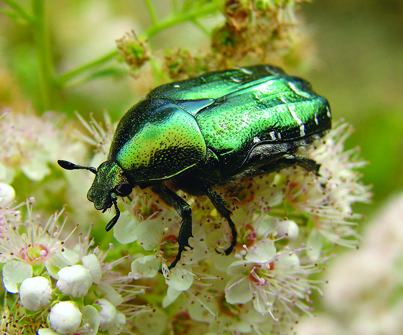 Rose Chaffer. Chrumps, CC