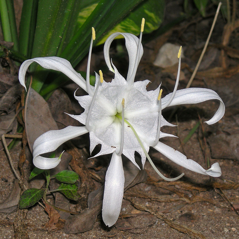 Pancratium zeylanicum flower, indigenous to India and the islands of the Indian Ocean. Uoaei1, CCWikimedia