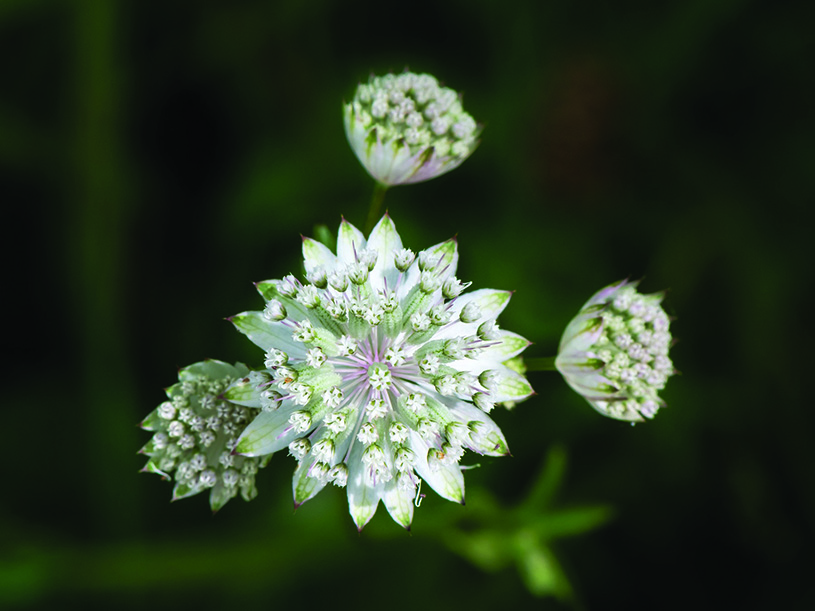Great Masterwort (Astrantia major), found near Mitterbach am Erlaufsee, Lower Austria. Muhammad Mahdi Karim, CC Wikimedia