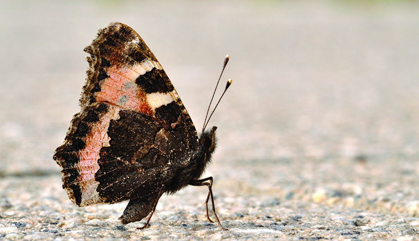 Small Tortoiseshell (Aglais urticae) in the Kätcheslachpark, Frankfurt, Germany. Quartl, CC Wikimedia