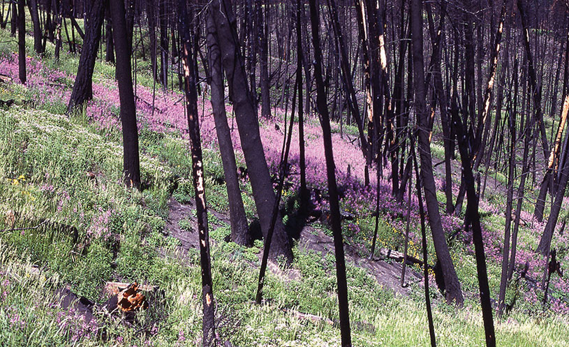 The regenerative power of nature grows more beautiful after a devastating forest fire at Yellowstone Park in 1988. photography | Wikimedia Commons, Jim Peaco