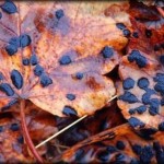 Seeing Wetiko: On Capitalism, Mind Viruses, and Antidotes for a World in Transition