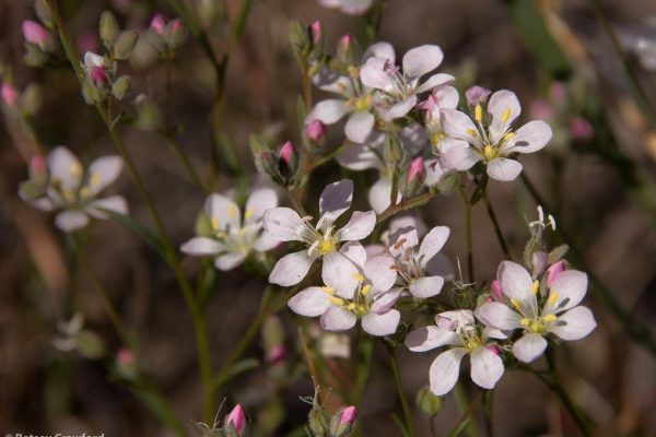 What Is So Rare? | Small actions in life’s garden