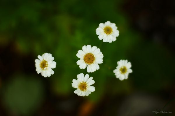 Kosmos 2017 Seed Grants | Five Projects of Promise